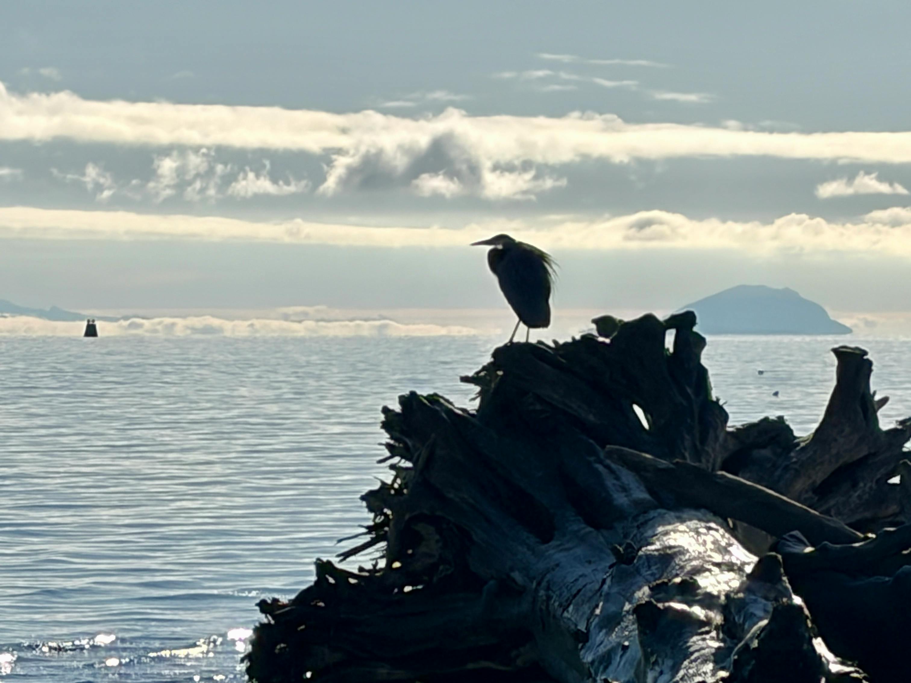 Anneka Punko - Adult