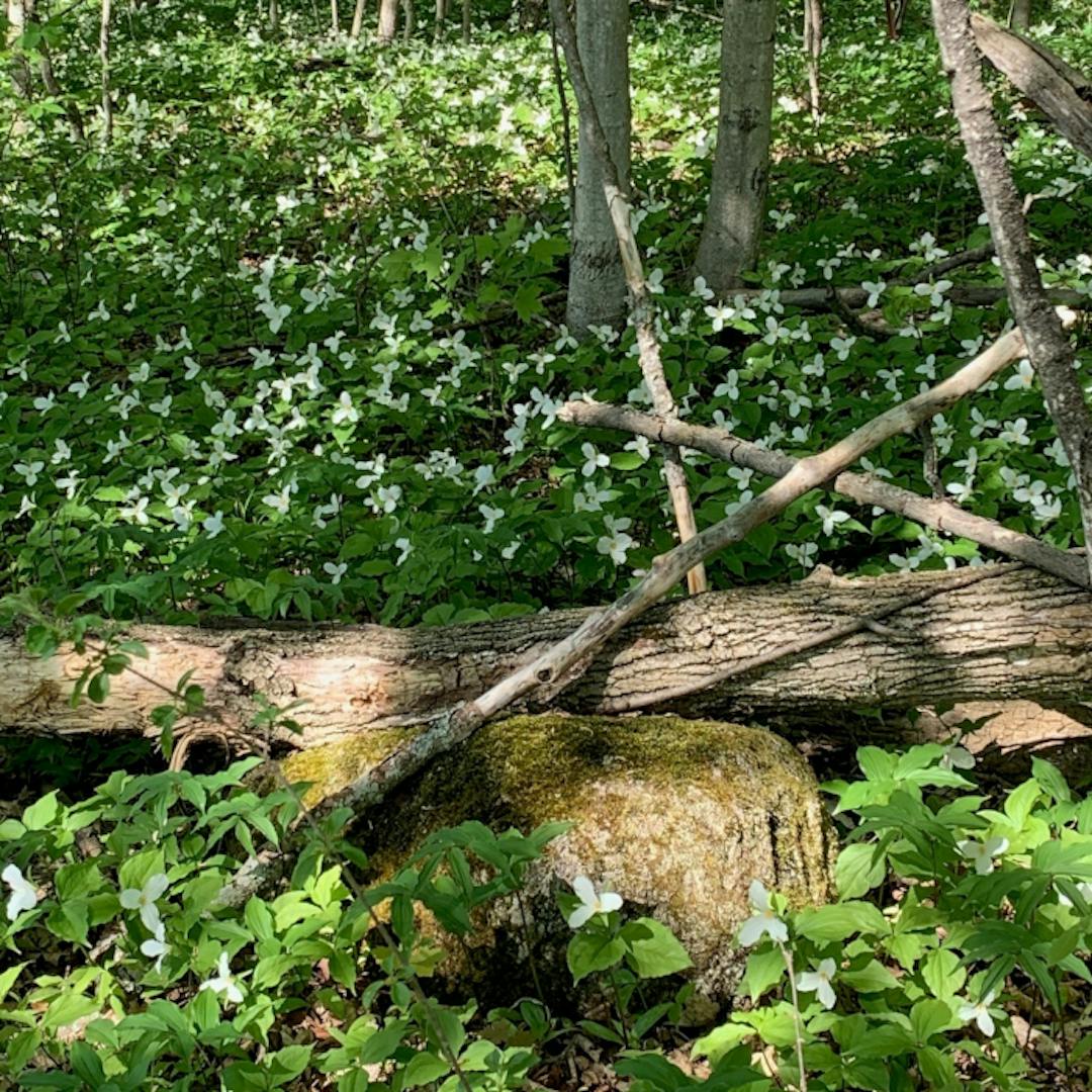 A wetland with granite rocks and trees.