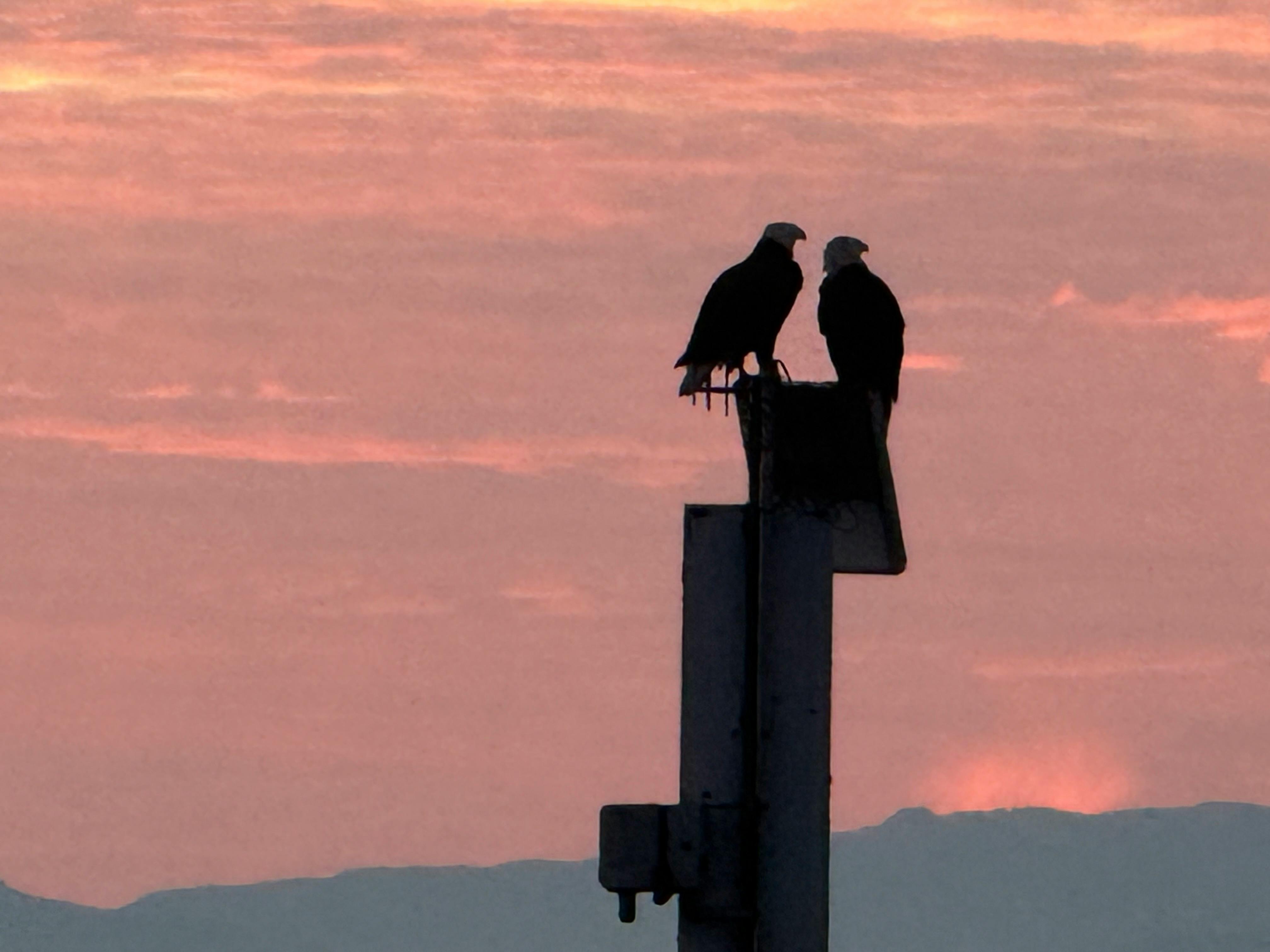 Ryan Doucette - Adult