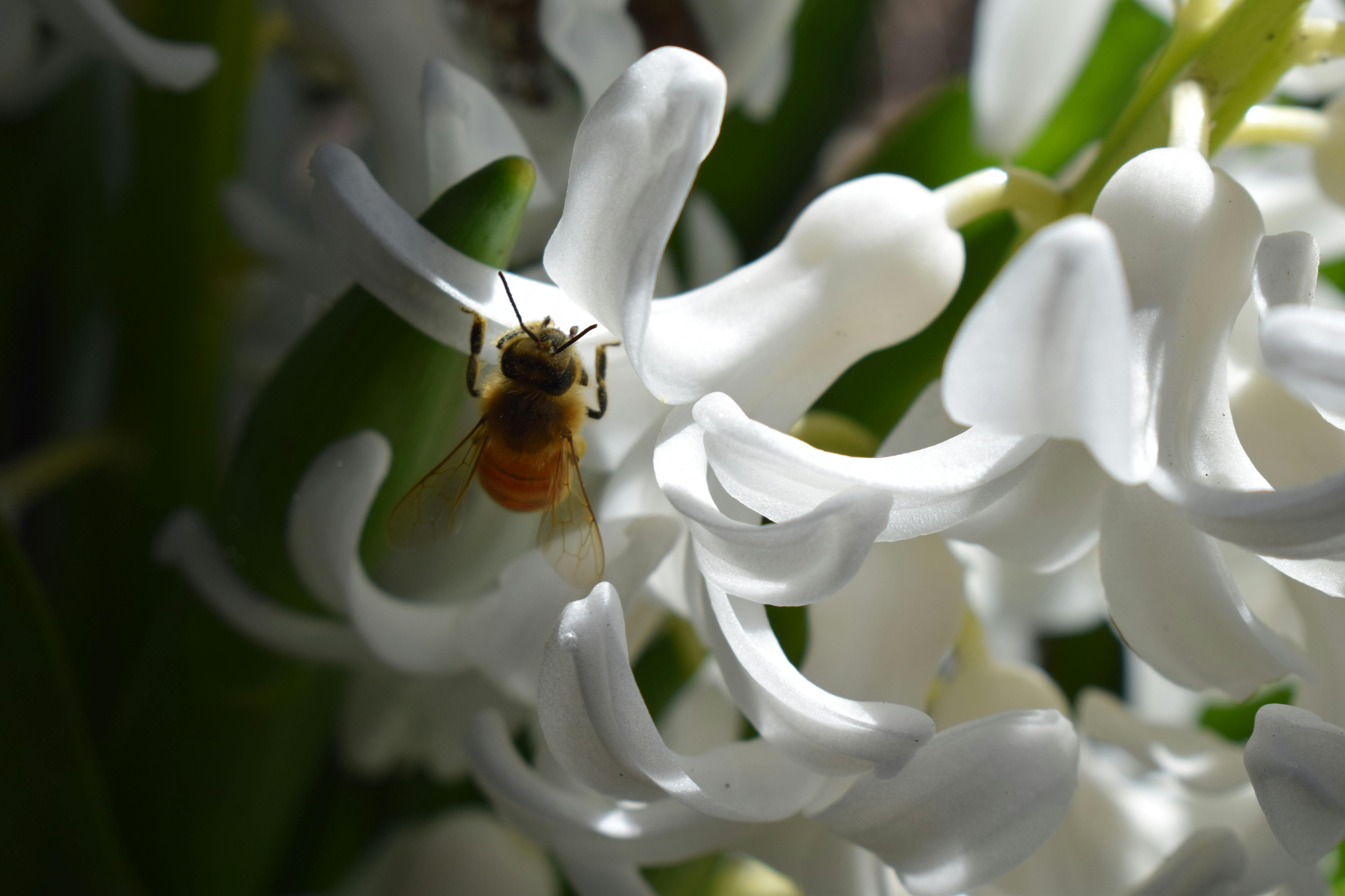 A Bee Pollinating Our Town