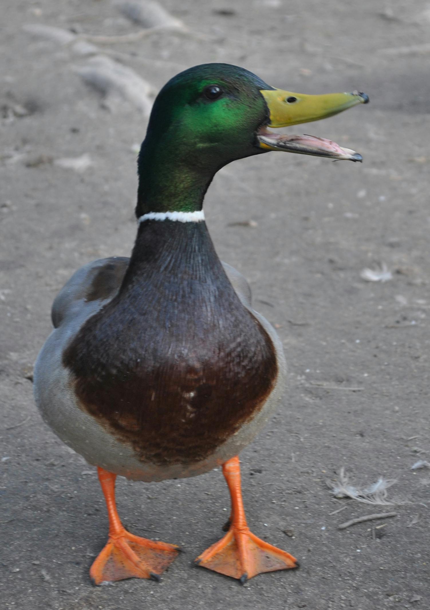 Charlie Sansbury - Youth