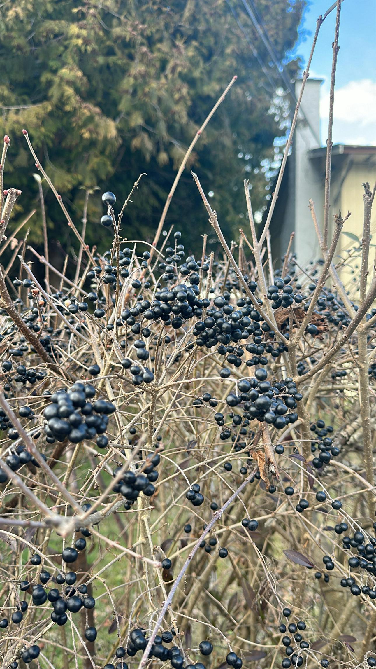 Privet Initial Phase