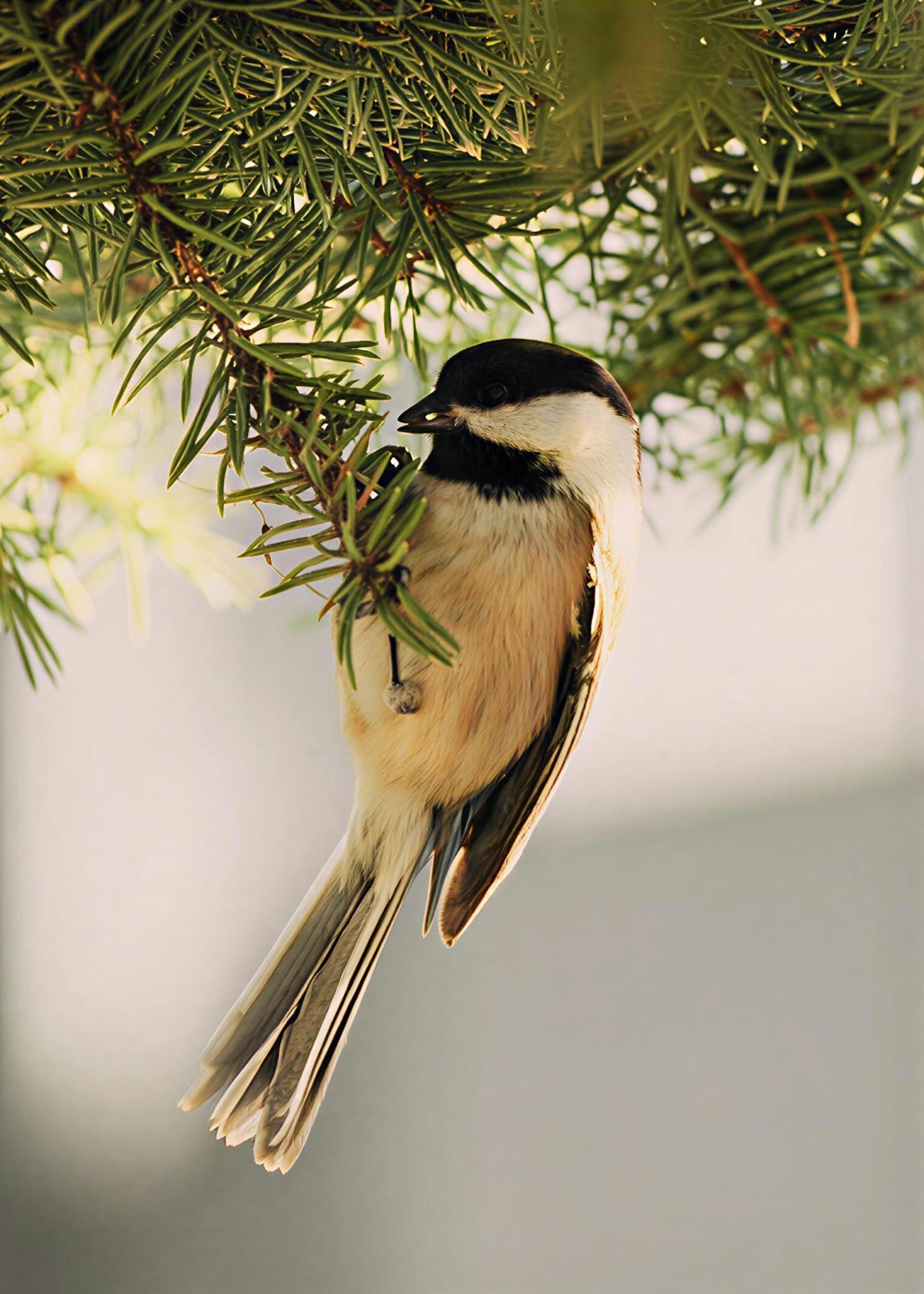 Matthew Achtemichuk - Youth