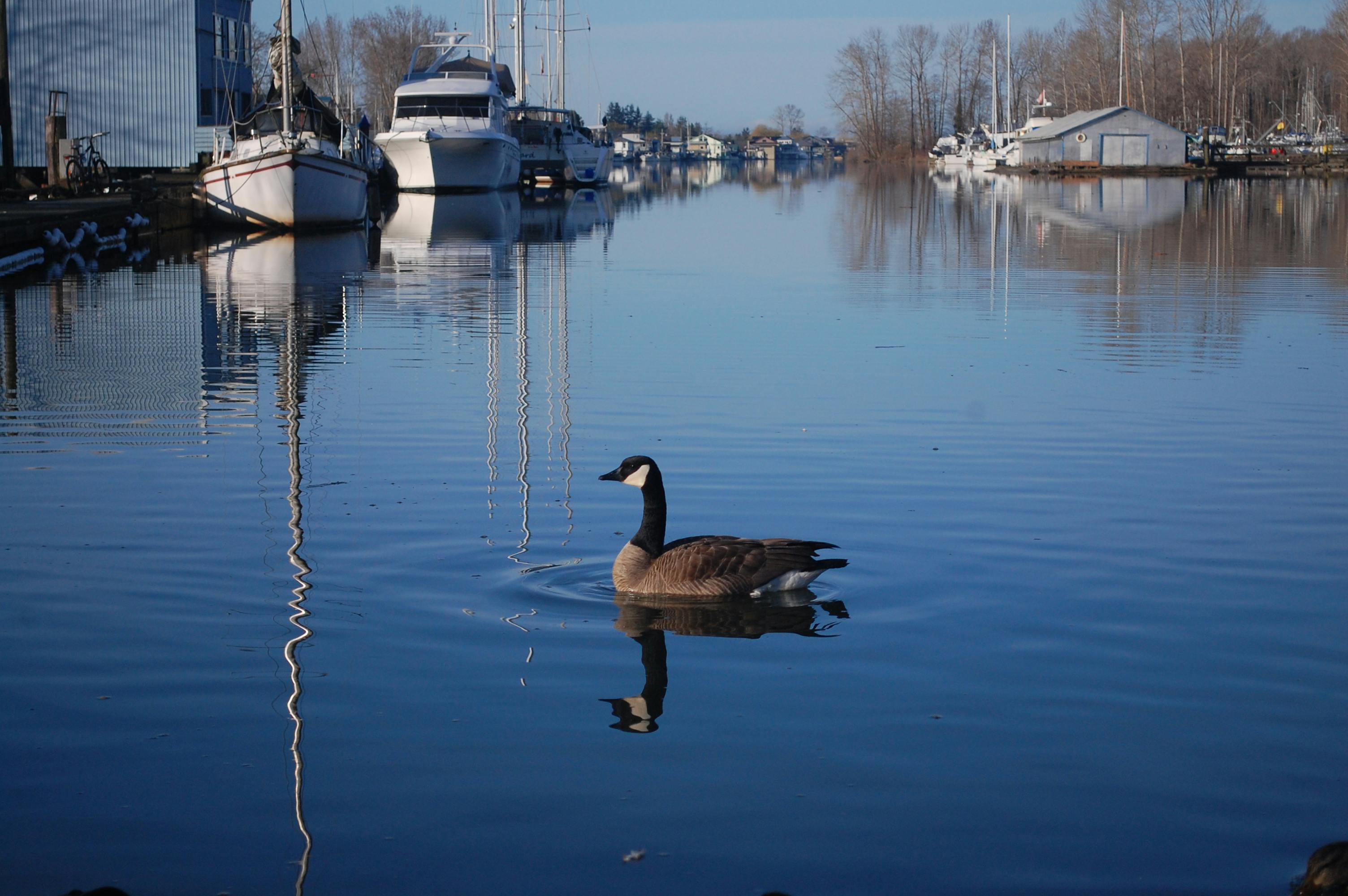 Reflective Goose