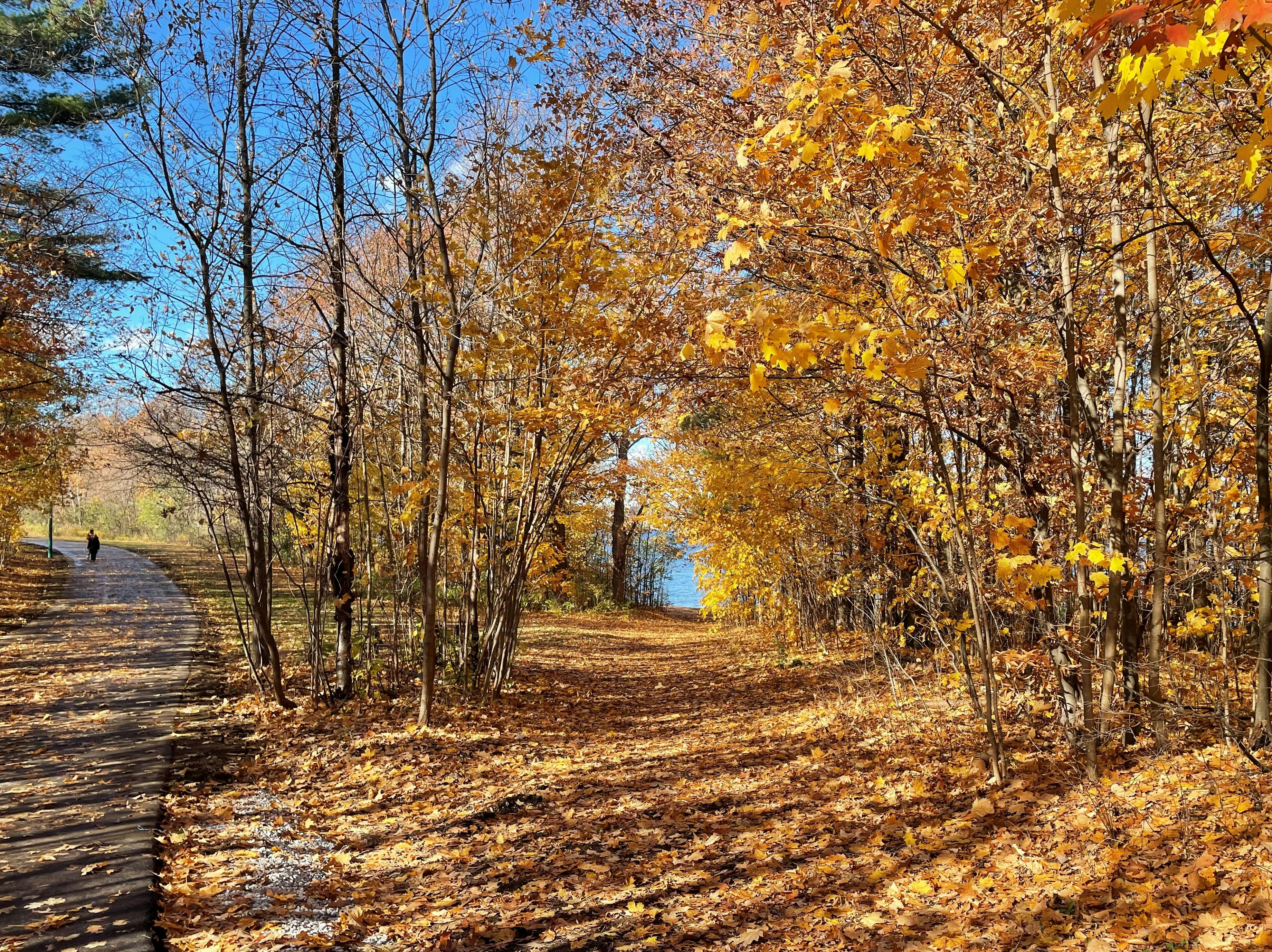Central area: Allandale Station Park