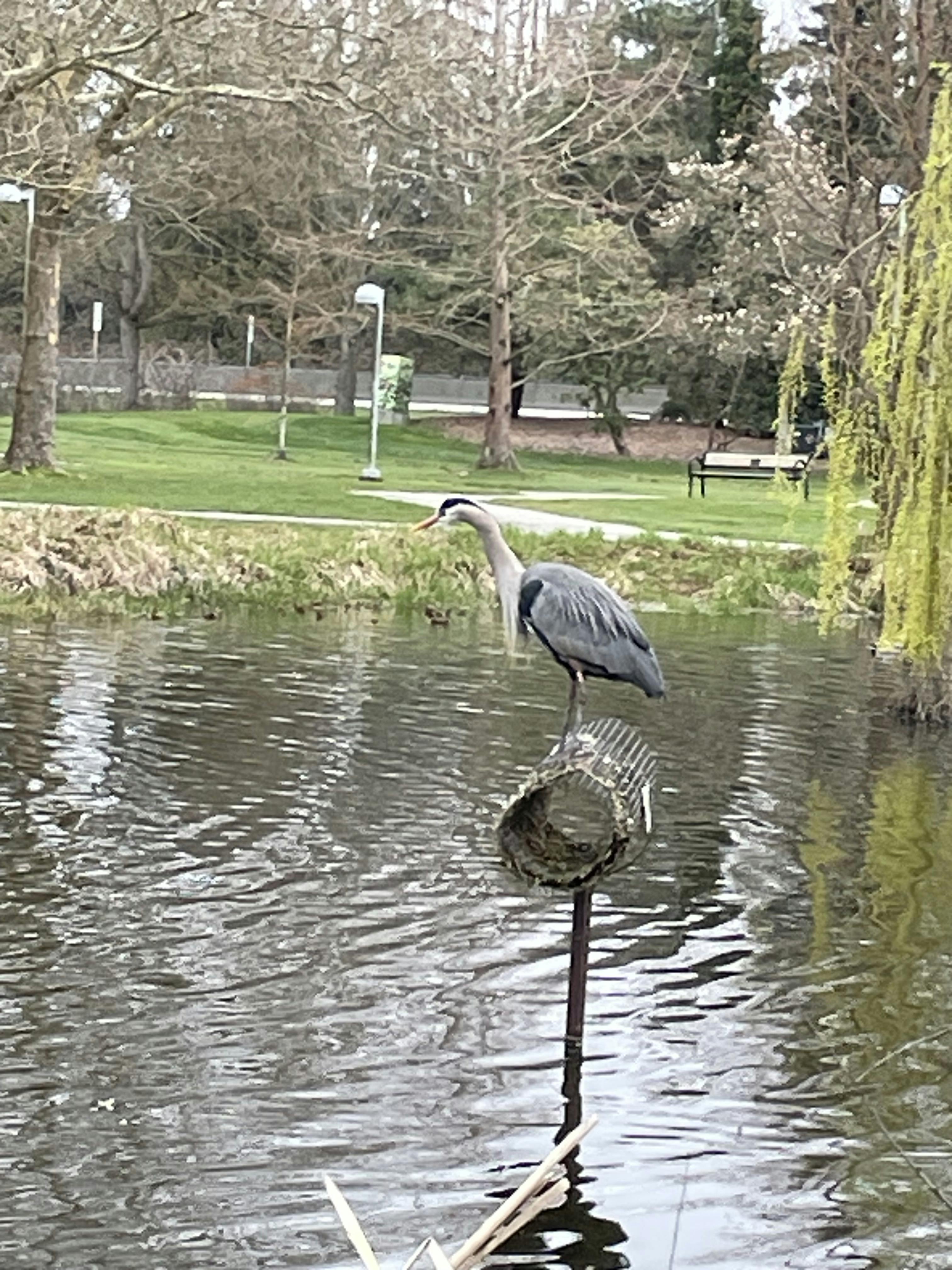 The Lonely Heron