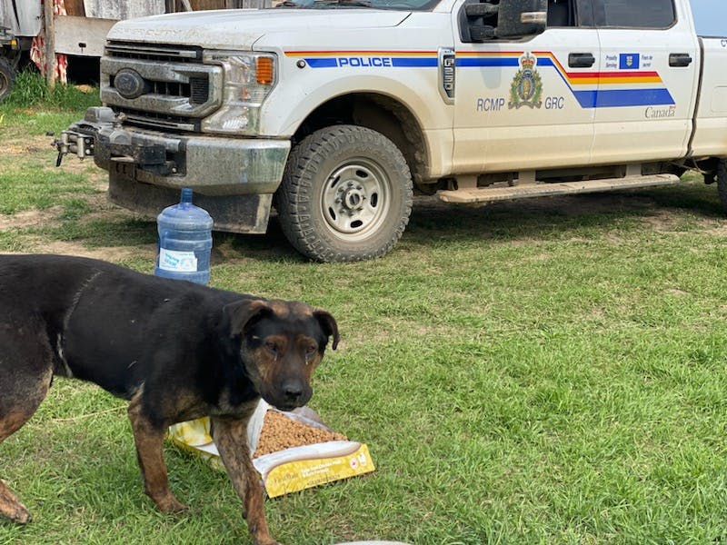 RCMP - Assisting with pets during wildfires