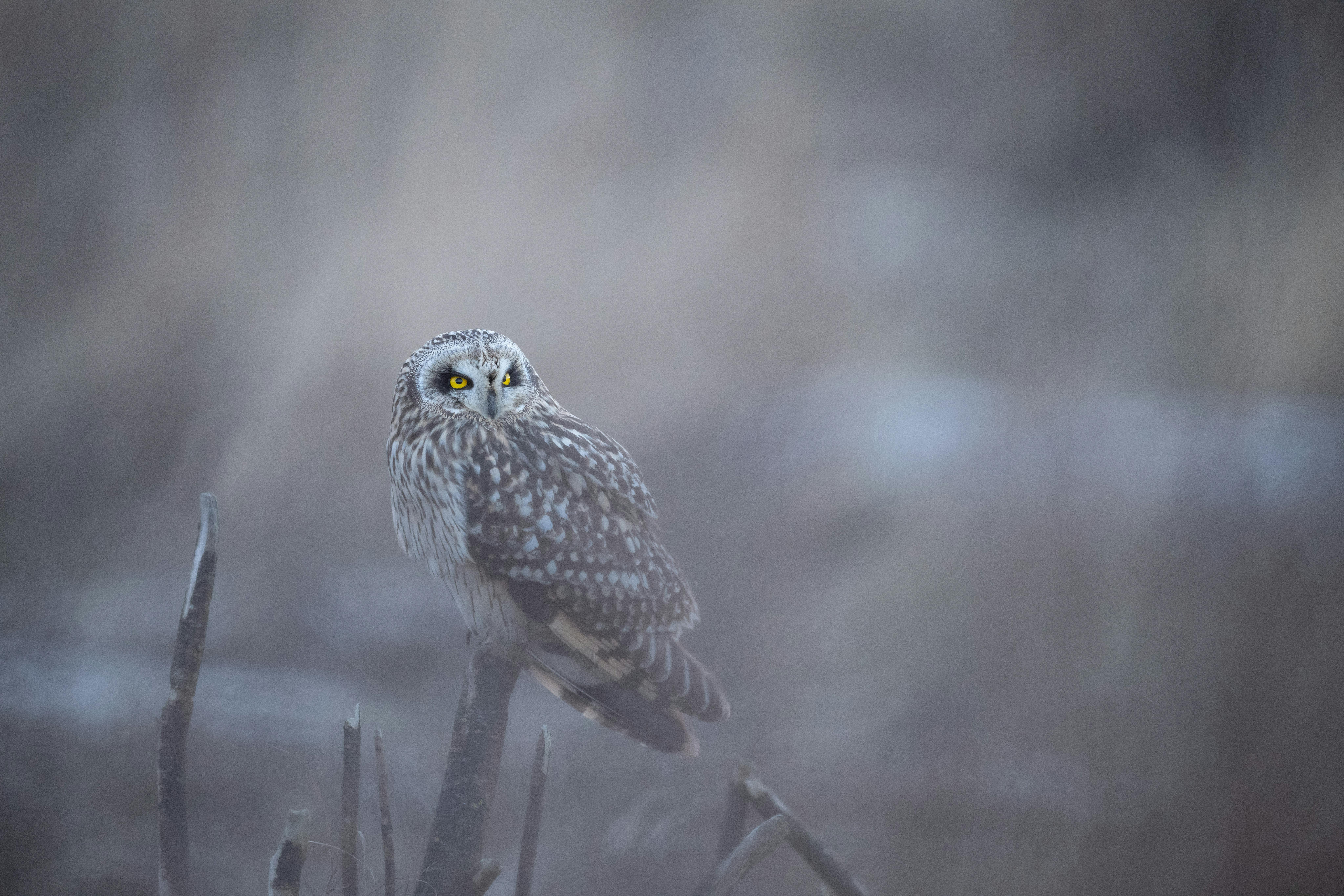 Mahesh Joseph - Adult