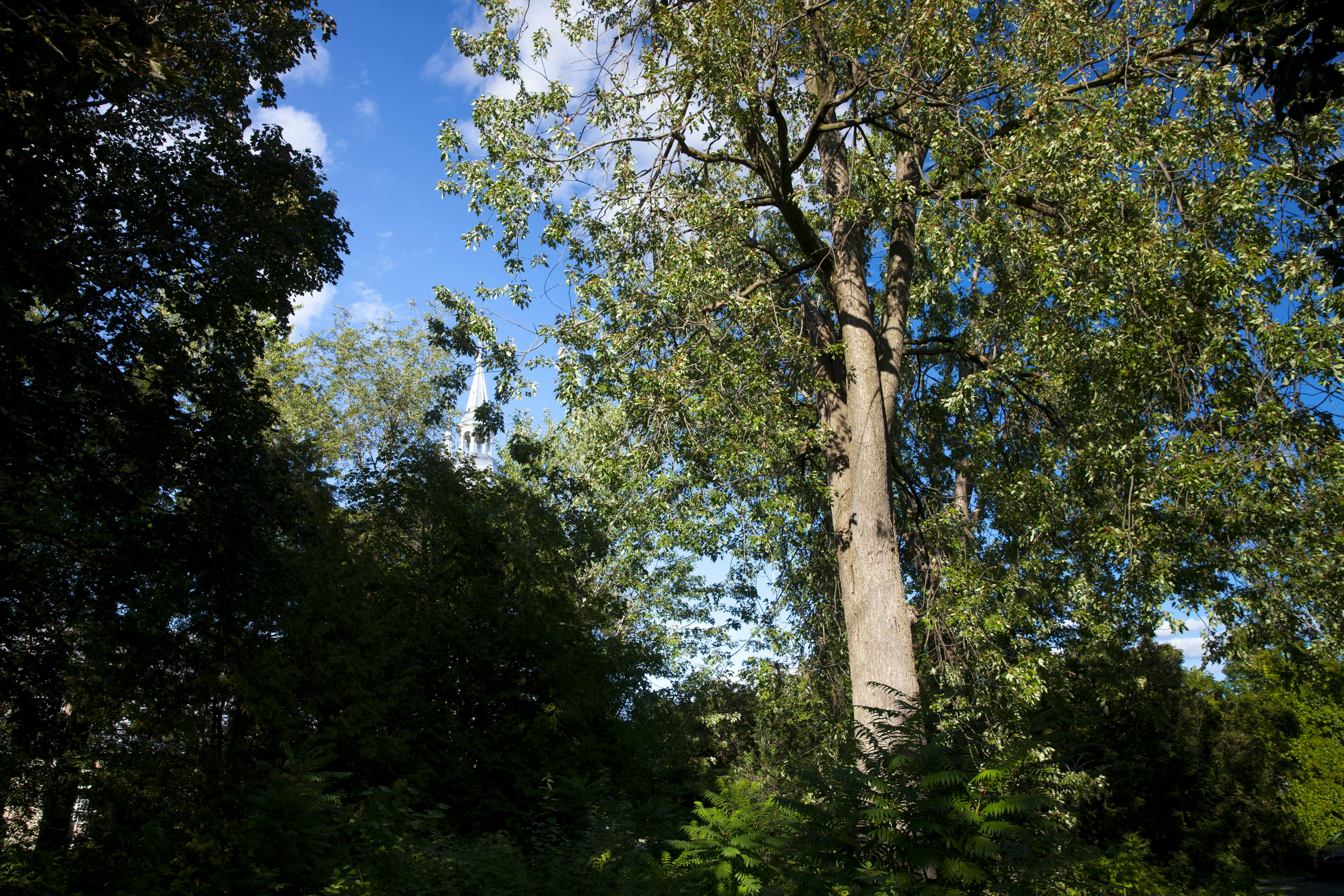 Vegetation on the site