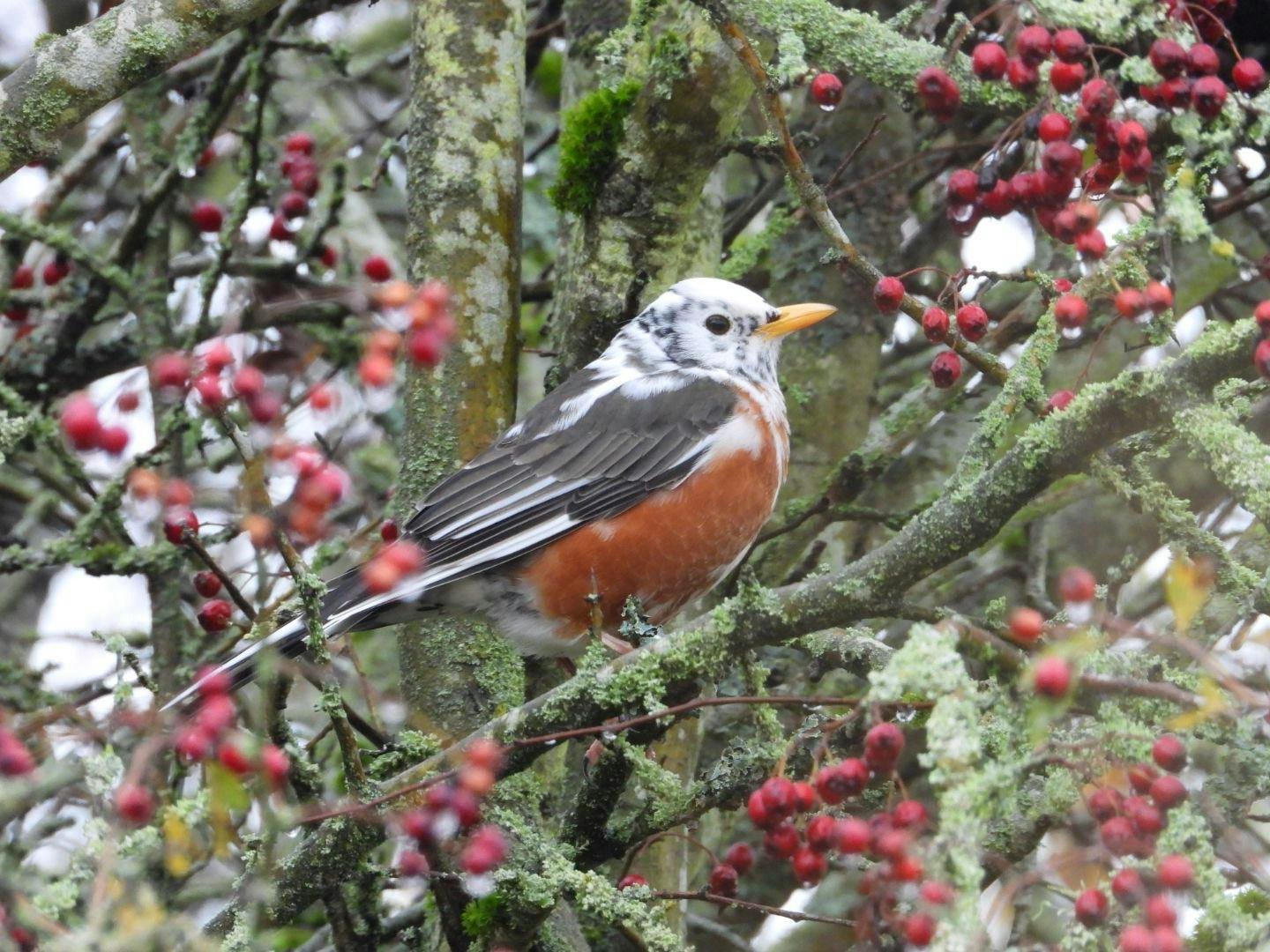 Bruce Taylor - Adult