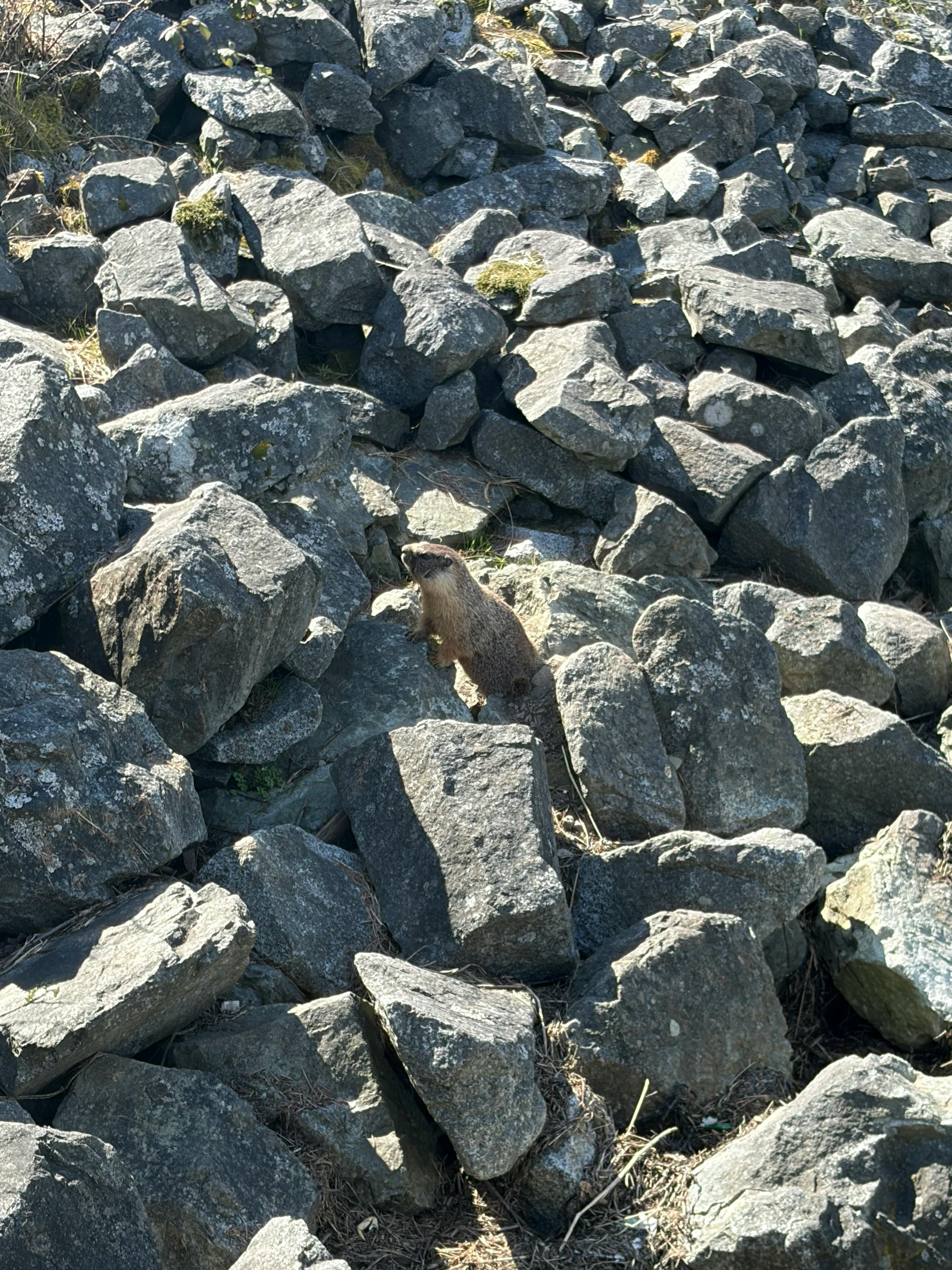 Raegan Mattei - Child