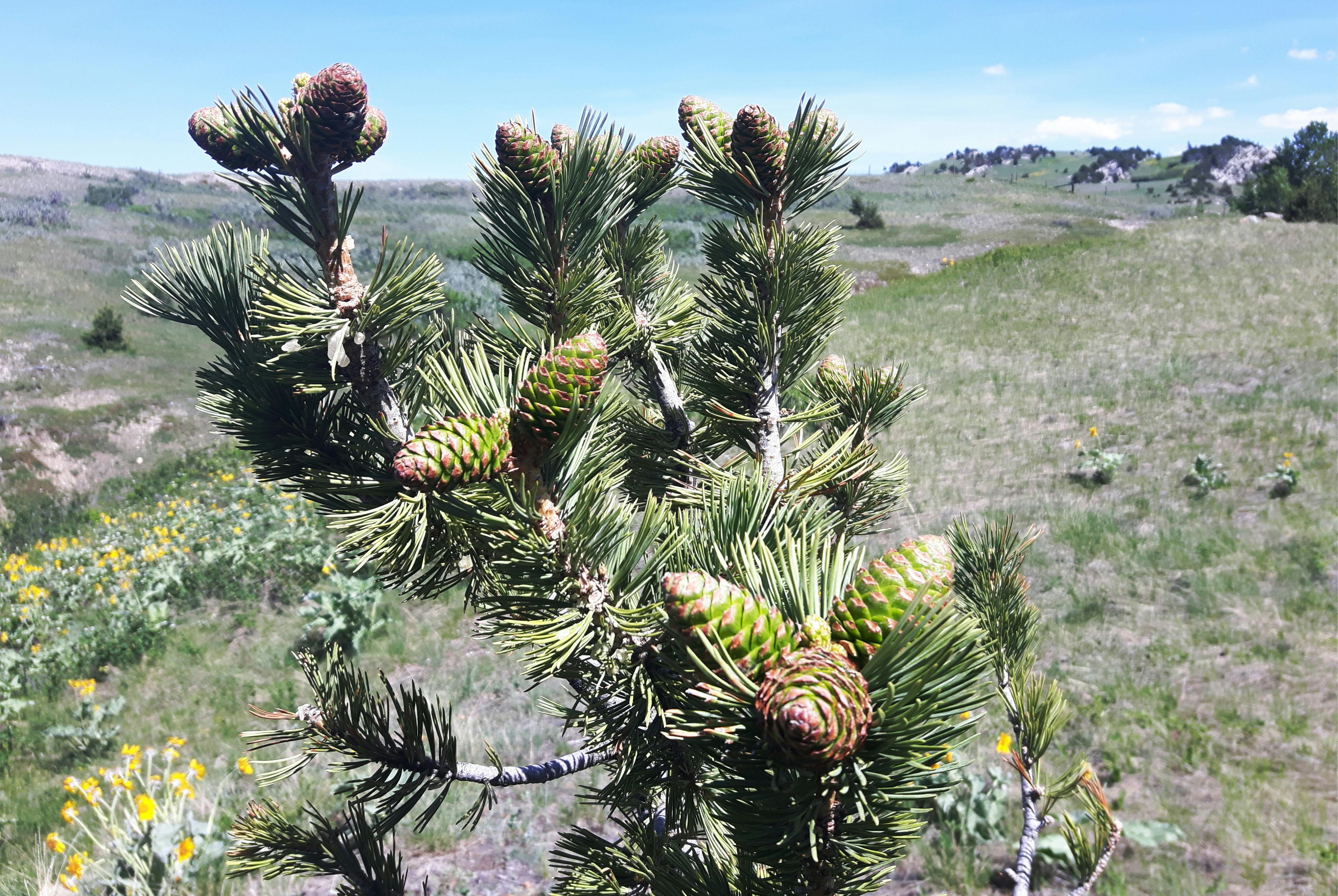 Limber pine cones