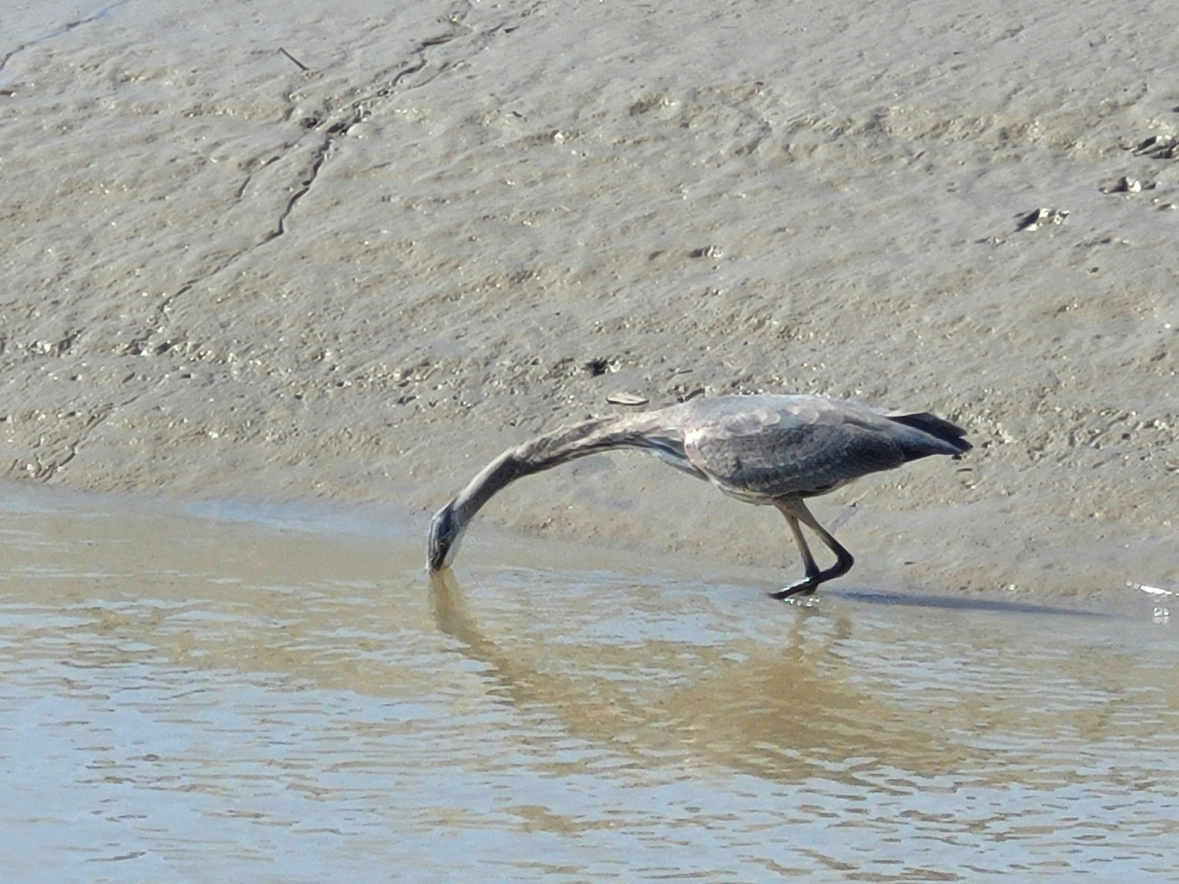 Wilfred Wilson - Adult