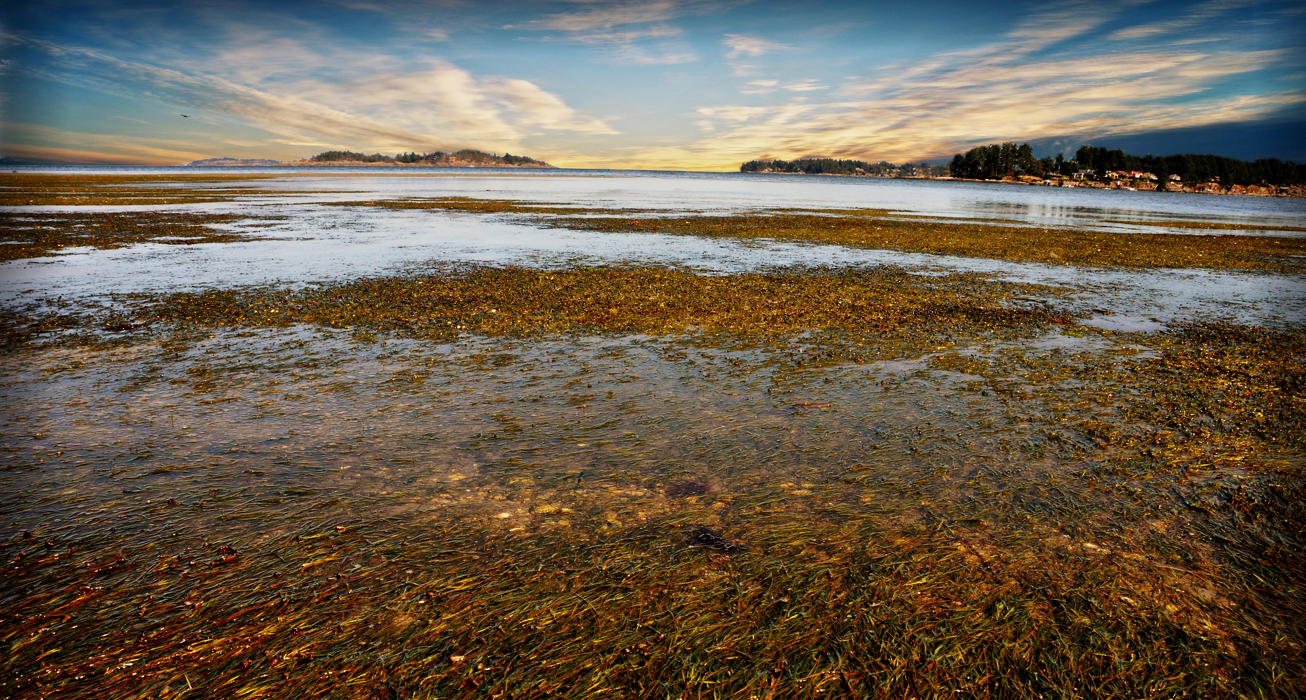 Madrona Beach - Low tide