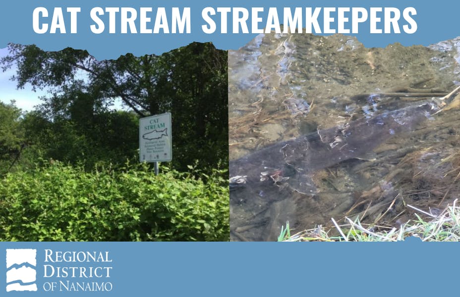 Cat Stream Streamkeepers