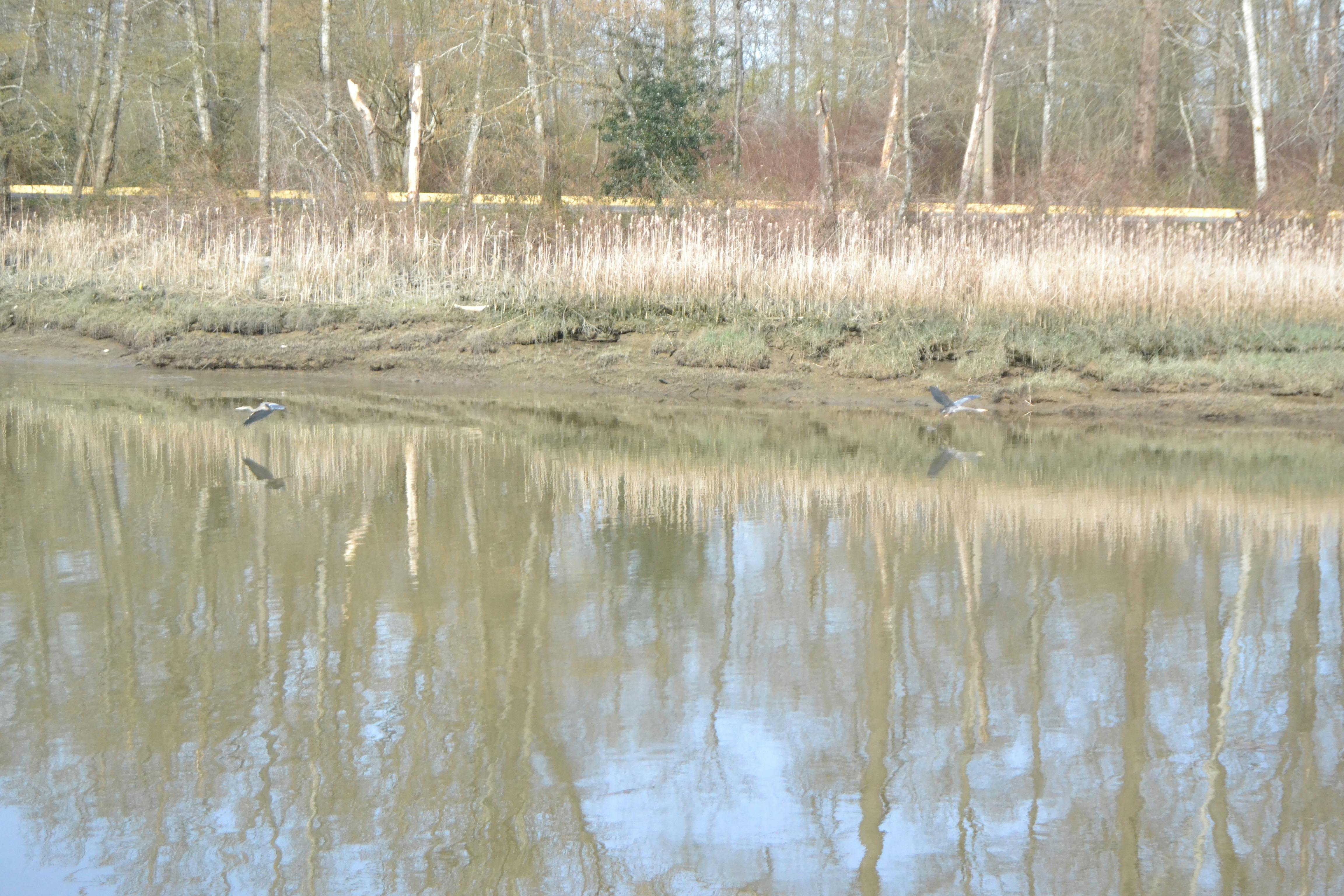 Kade Campbell - Youth