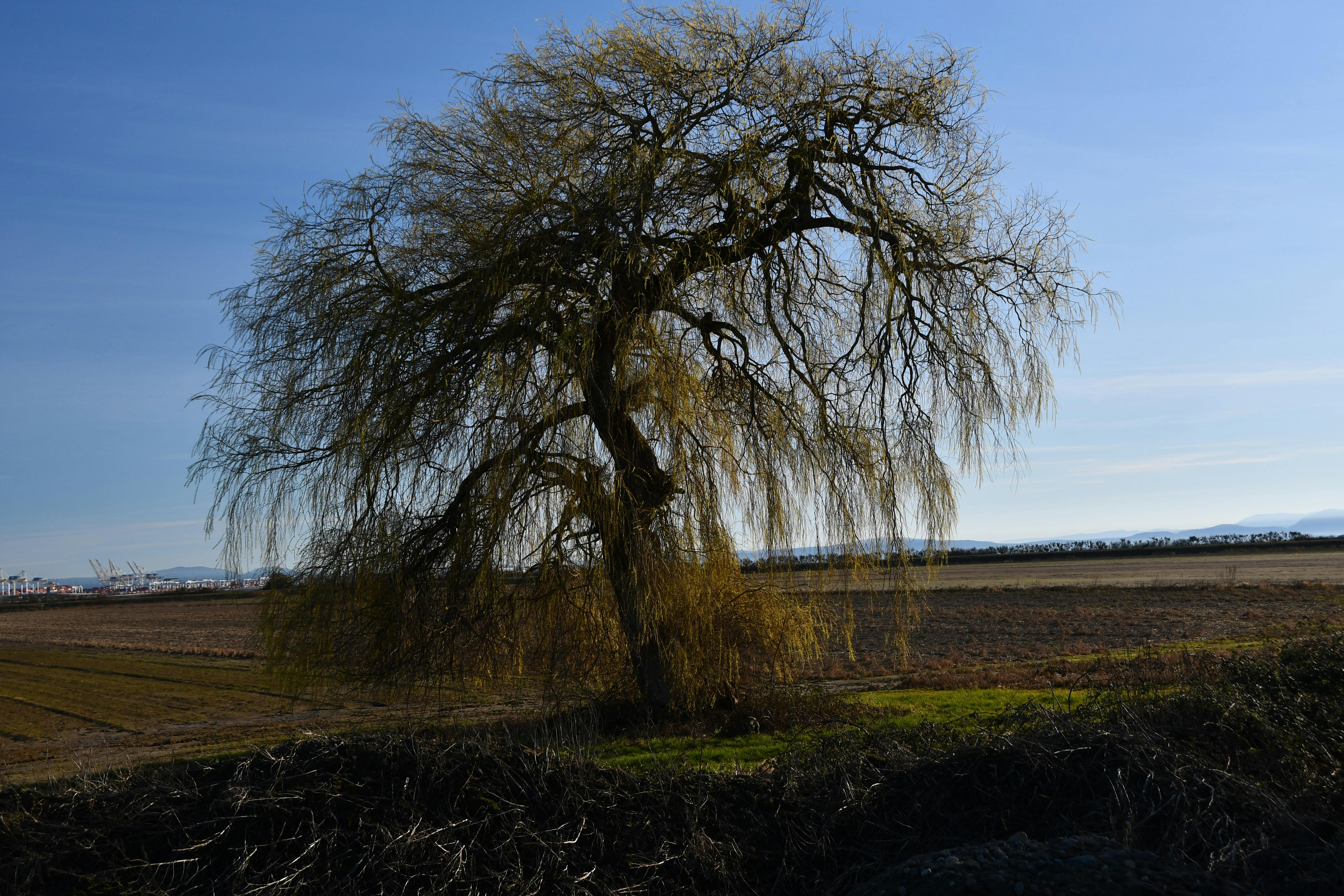 Bettina Goeach - Adult