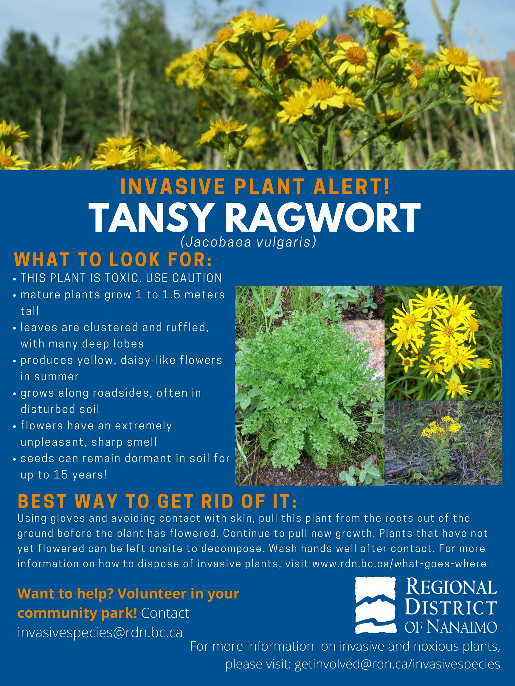 Invasive Plant Alert  Tansy Ragwort