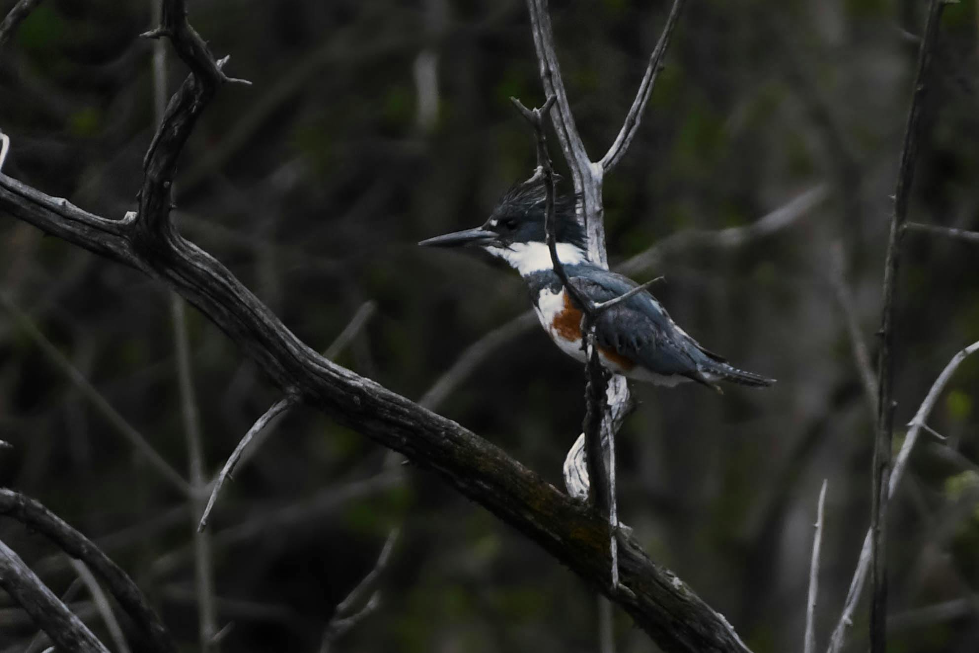 Belted Kingfisher (female).jpg