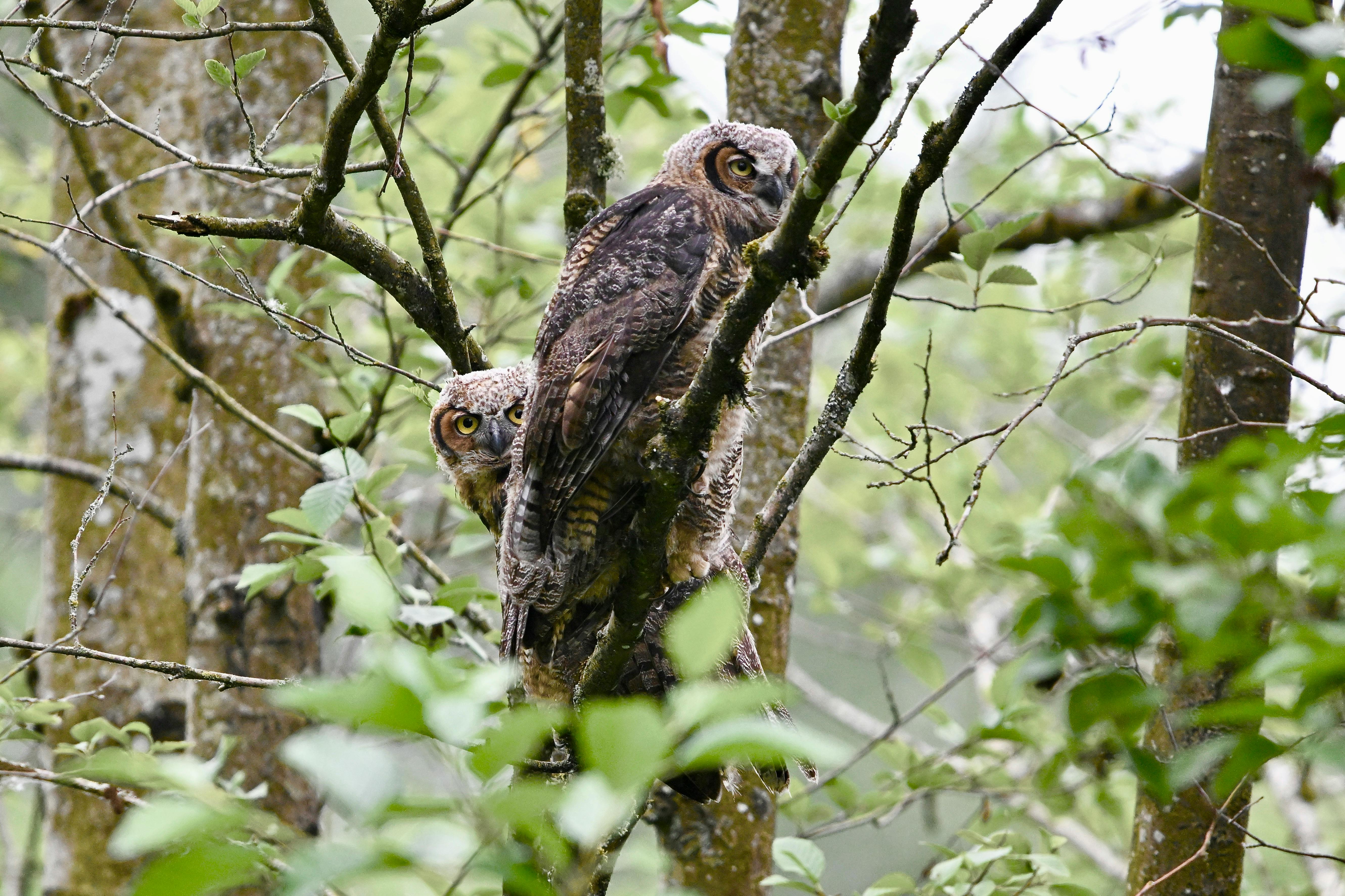 Andre Lacasse - Adult