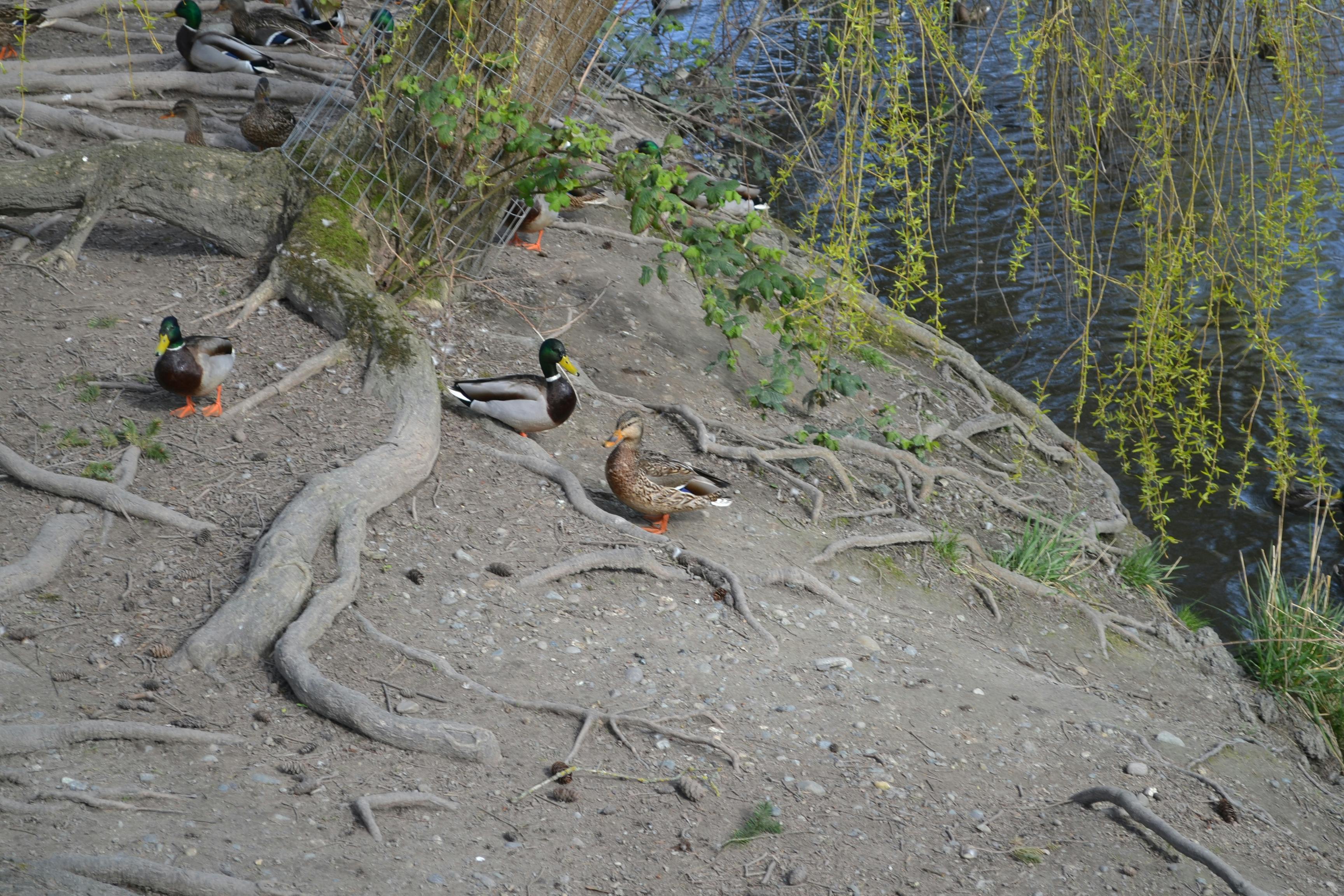 Brydan Nakagawa - Youth