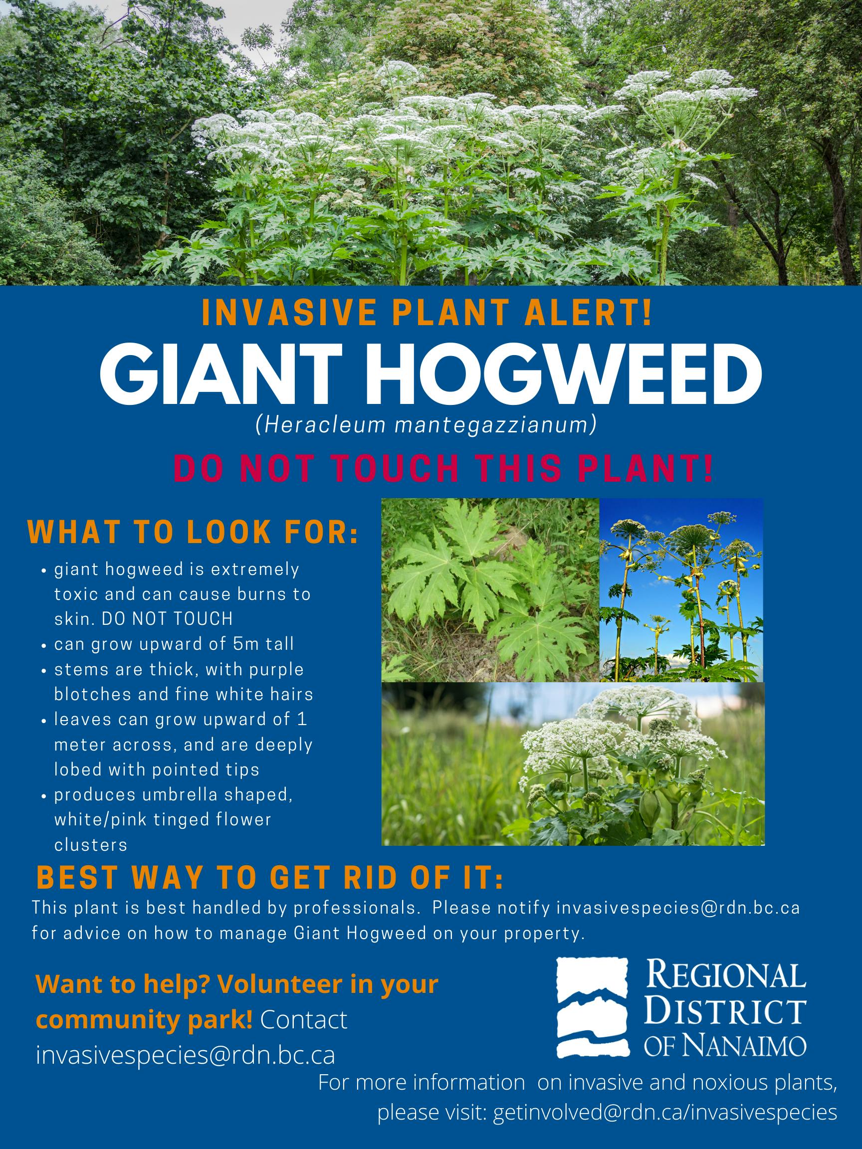 Invasive Plant Alert Giant Hogweed 