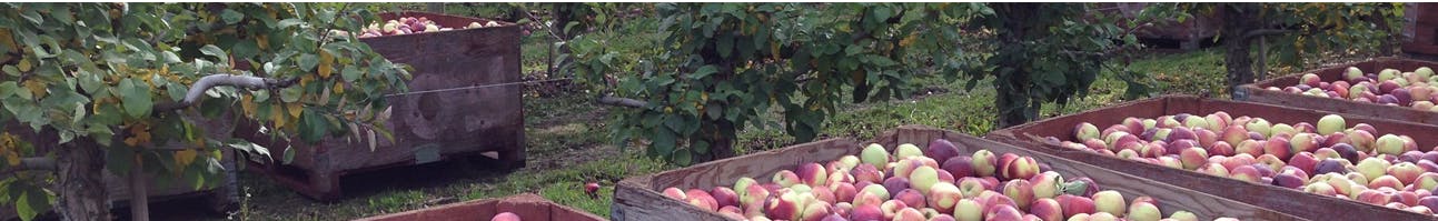 Okanagan Apples