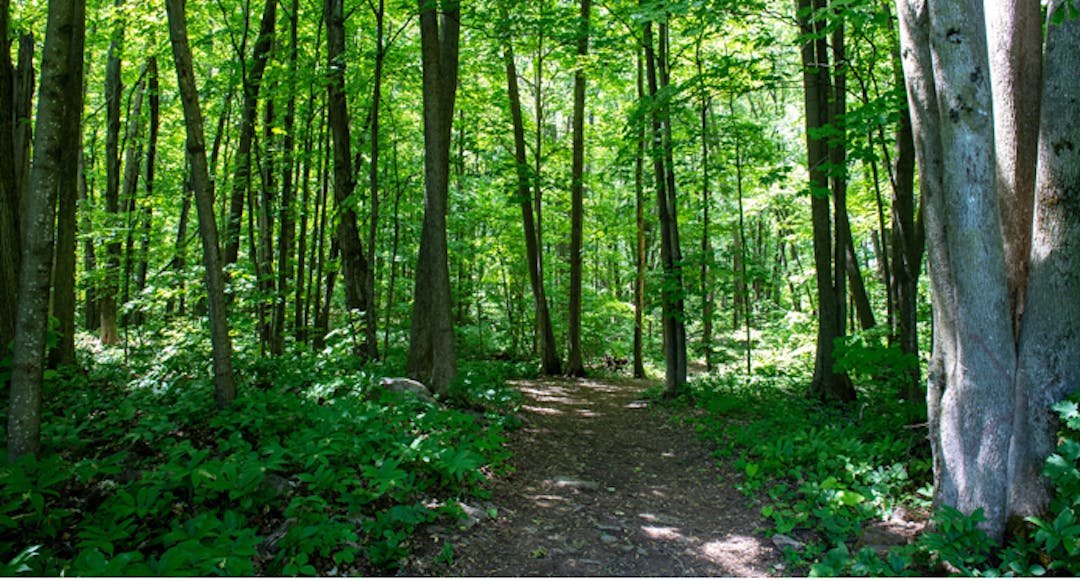 Quatre enfants évaluent des parcs