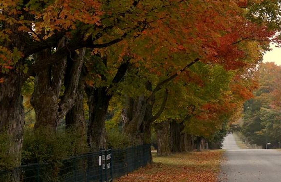 Image of a County road in the fall with leaves turning colours