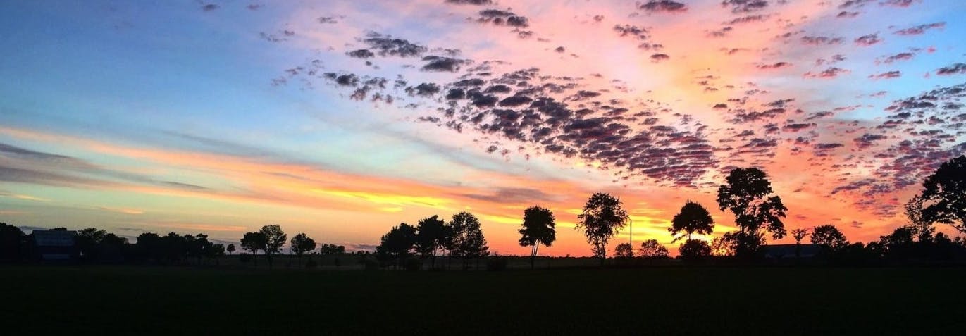 Trees in a rural setting with sunset