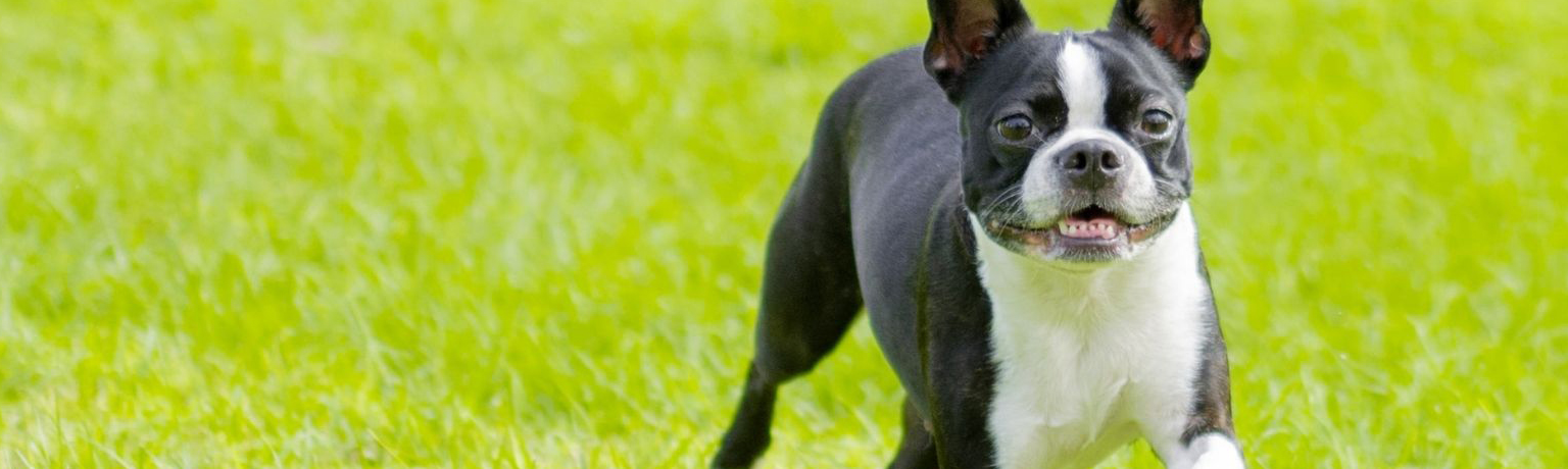 Small black and white dog running on grass.