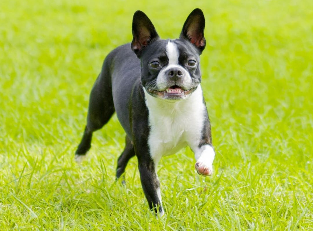 Small black and white dog running on grass.