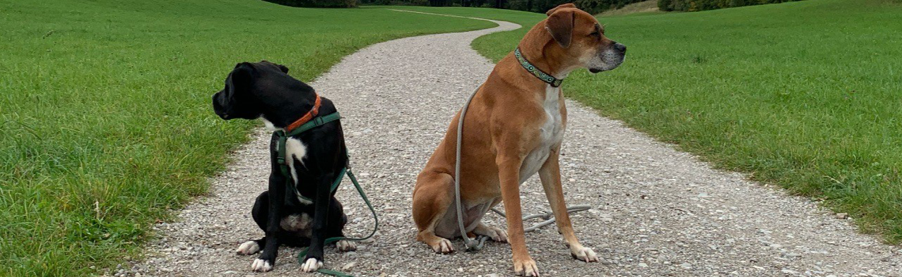 Two dogs, Boxers, sitting on a trail that leads through a grassy area, leashes hanging down, dogs are looking in opposite directions.