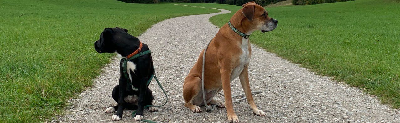 Two dogs, Boxers, sitting on a trail that leads through a grassy area, leashes hanging down, dogs are looking in opposite directions.