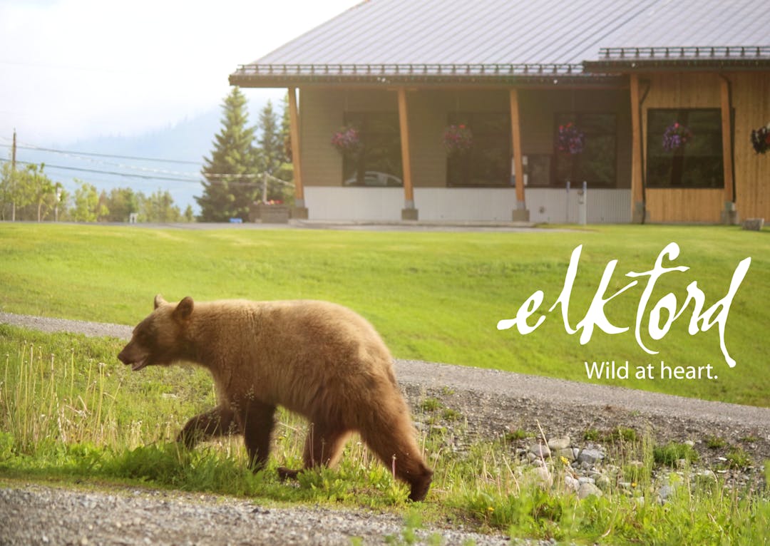 The District of Elkford Office in 2020, with a cinnamon black bear walking in front of it. Photo by Tasha Chorneyko.