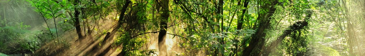 sunlight shining through trees