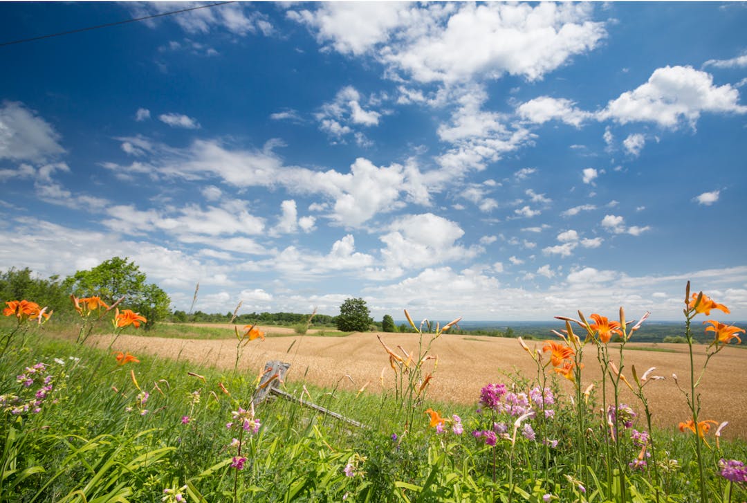 Field of wildflowers against a blue sky filled with fluffy white clouds
