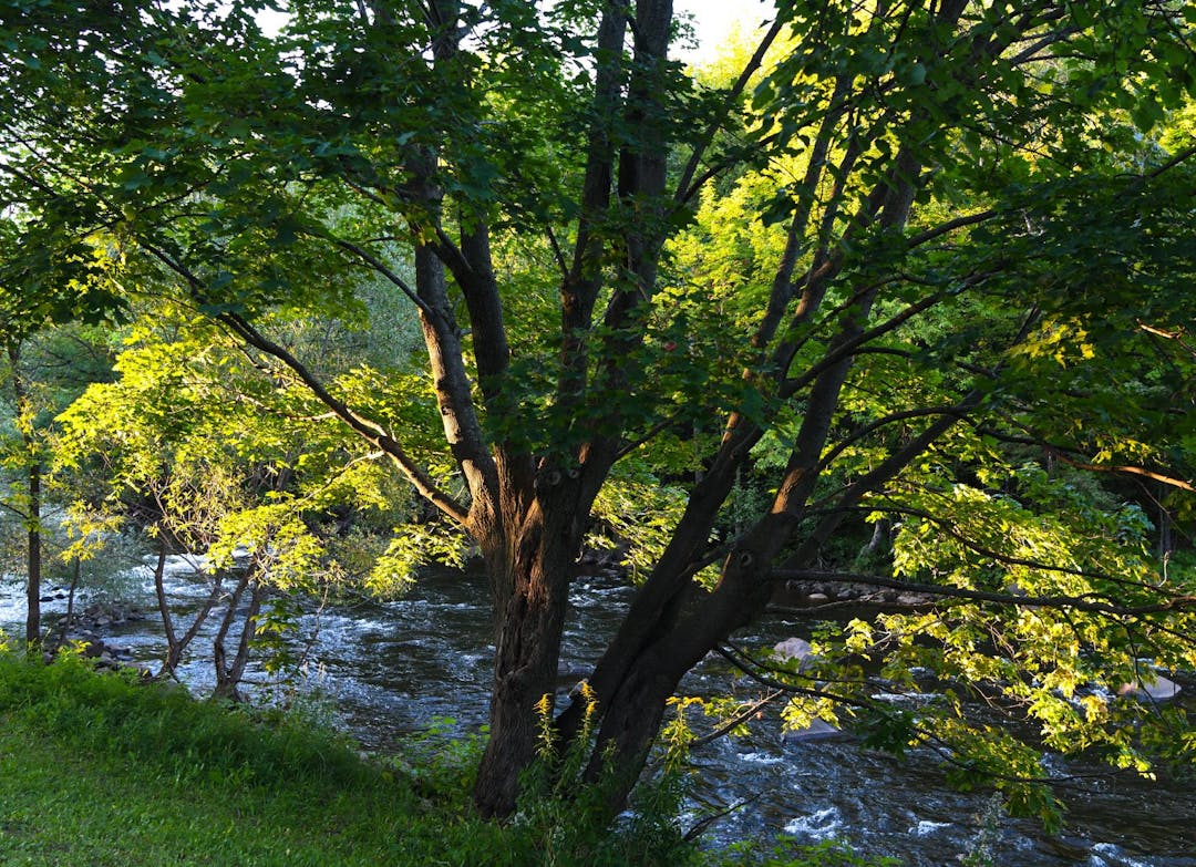 photo d'un arbre devant la rivière