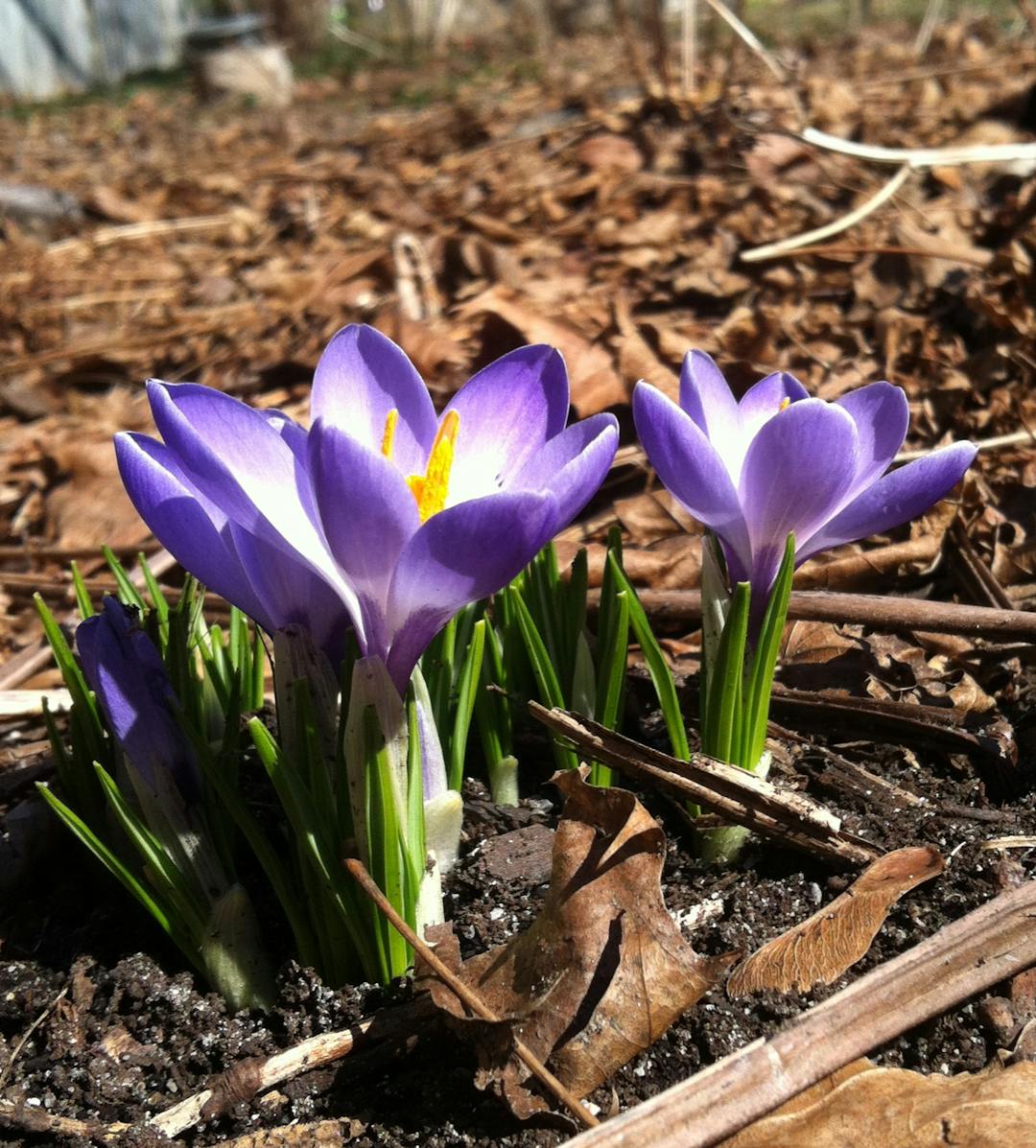 Photo of Purple flowers, surrounded by mulch chips.