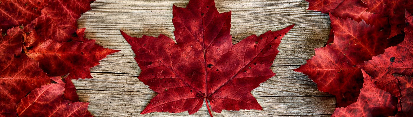 Red maple leaves on barn board