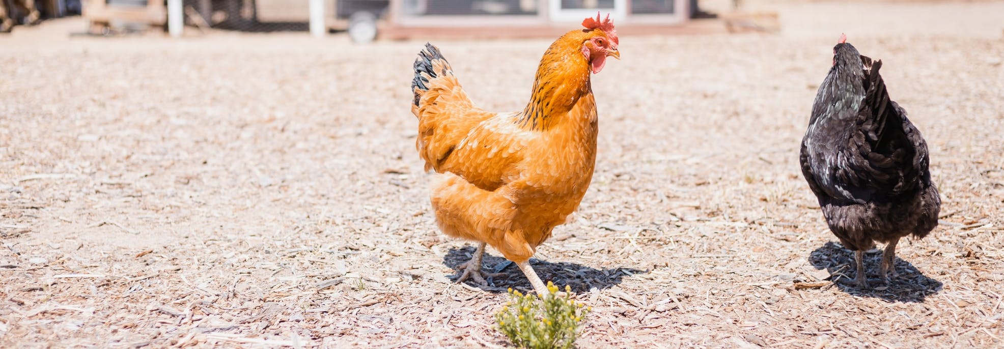 Chickens scratching in the yard