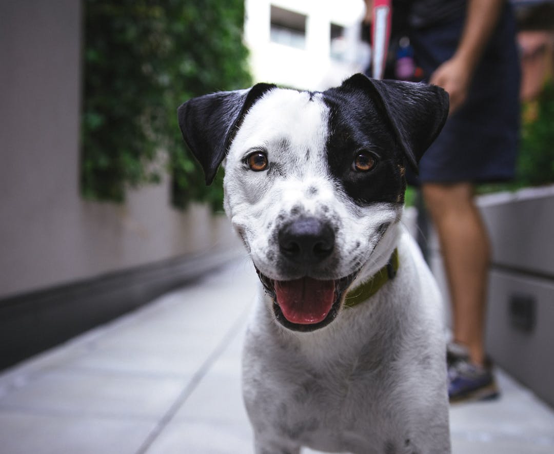 Photo of dog by Justin Veenema on Unsplash