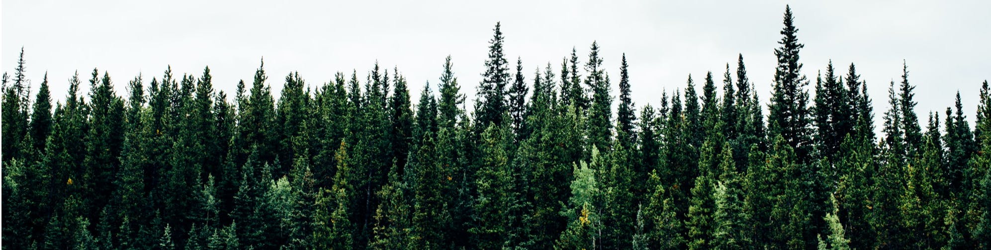 Tree tops