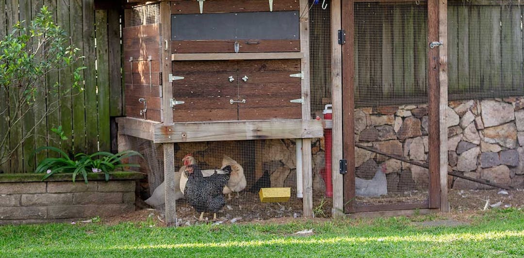 Chickens in a backyard coop