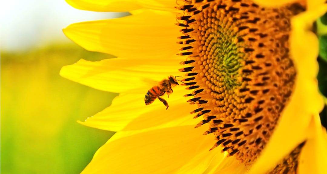image of a pollinator approaching a sunflower 