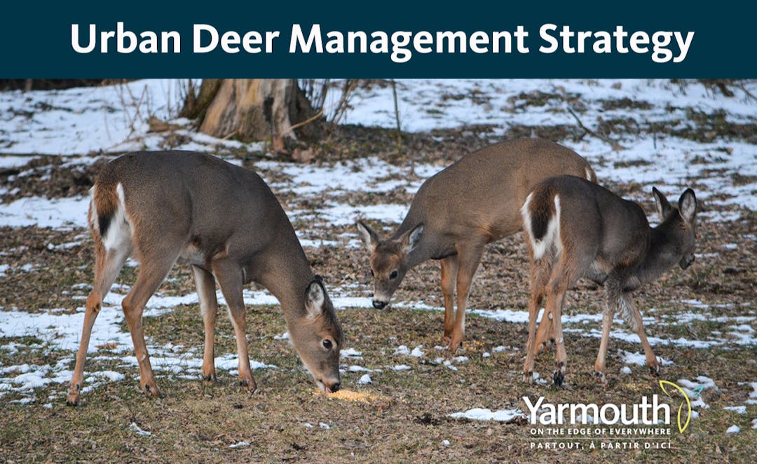 Image of three deer feeding in an urban setting.