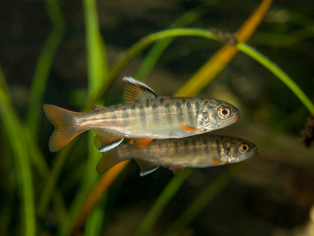 Coho Salmon Par (Oncorhynchus kisutch)