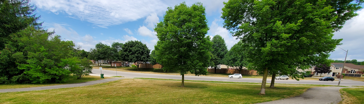 Two paths through a grassy area with trees beside a road with houses and cars in the distance