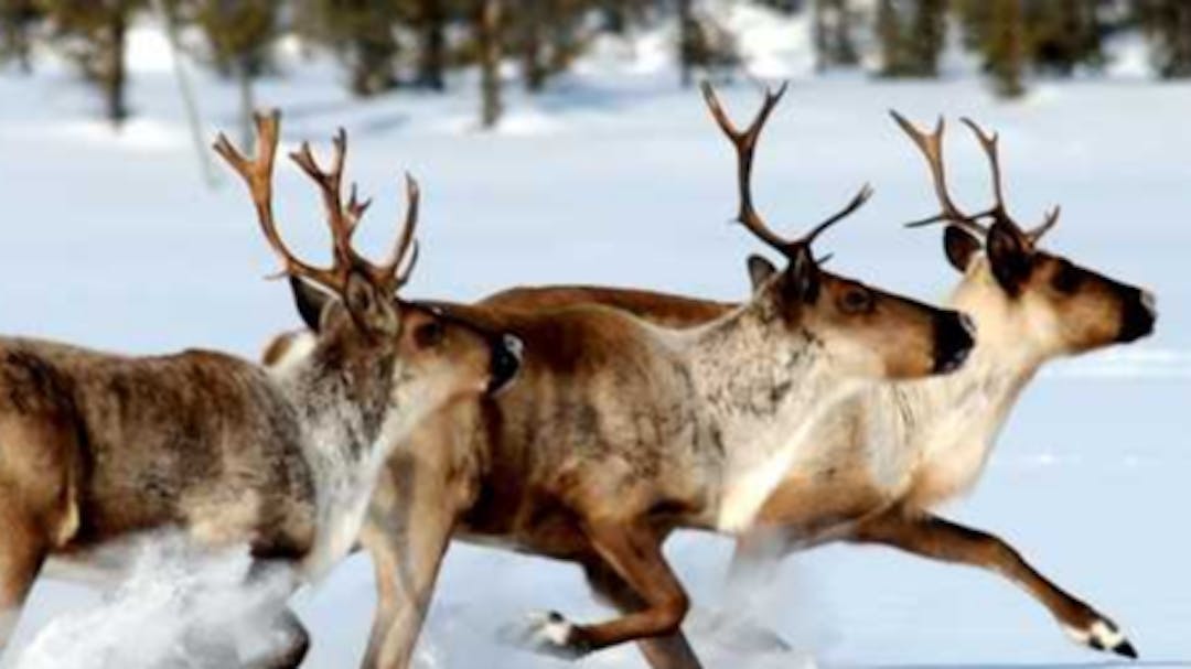 Boreal caribou - Photo credit John Nagy/GNWT