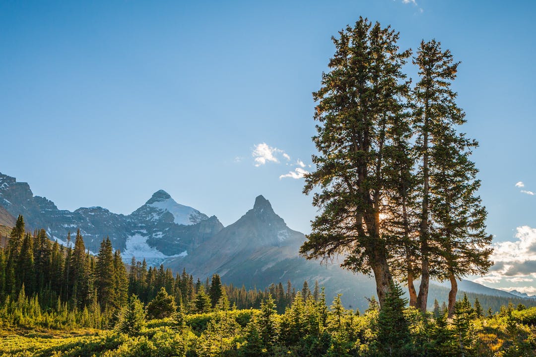 Forest with white cap mountains behind it